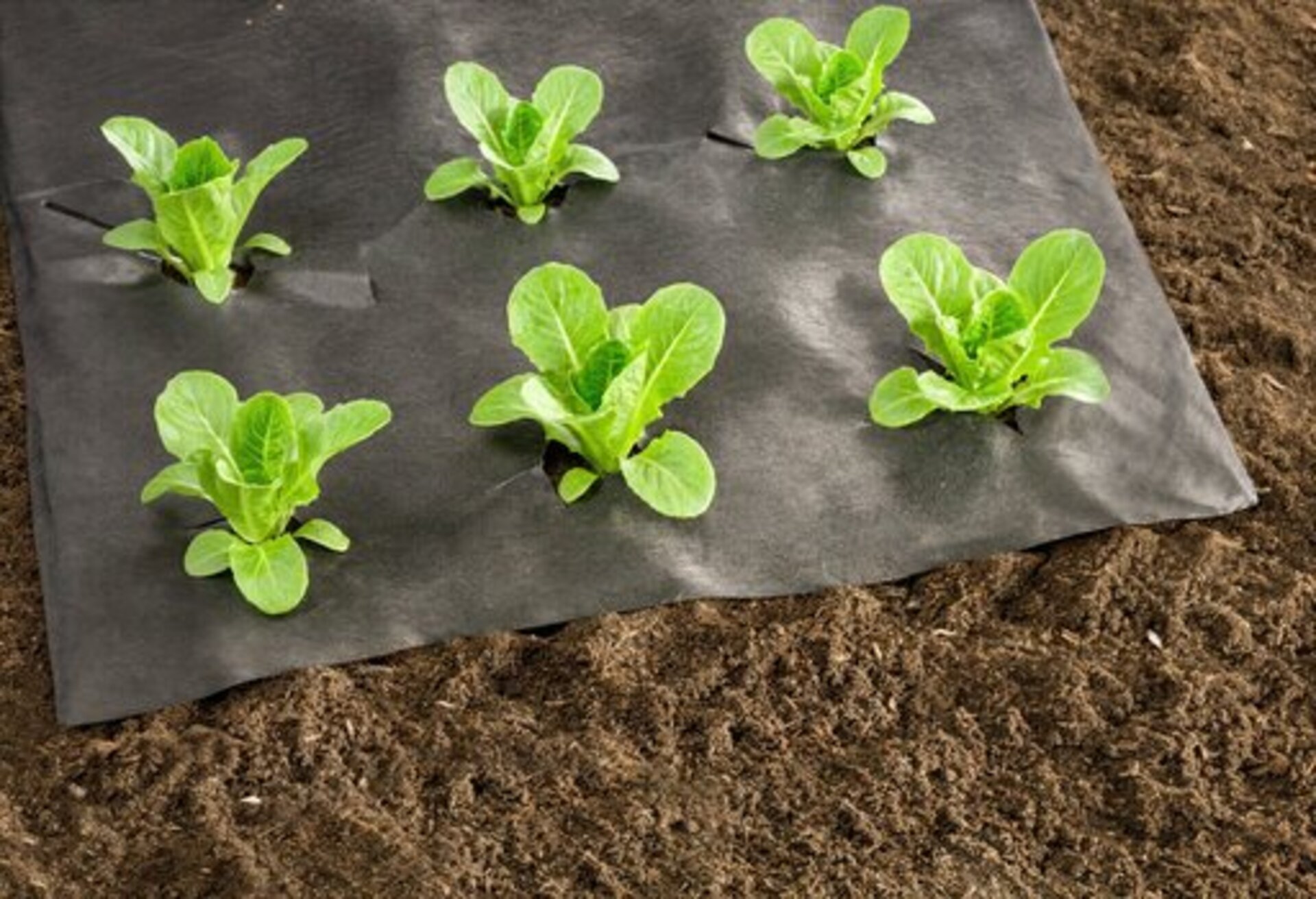241690_06719-pla-unkrautvlies.4f402819 Windhager Öko-Unkrautvlies 5 x 1,6 m, 50 g/m² – Bild 1